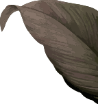 Safeway Wellness Spa and Salon